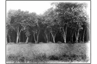 Production plantation cacao non renovee