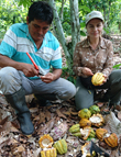 cacao bio equitable perou