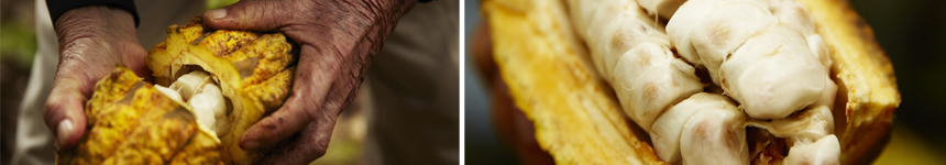 cacao bio equitable equateur pepa oro