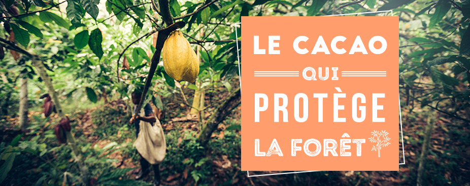 cacao protege foret amazonie