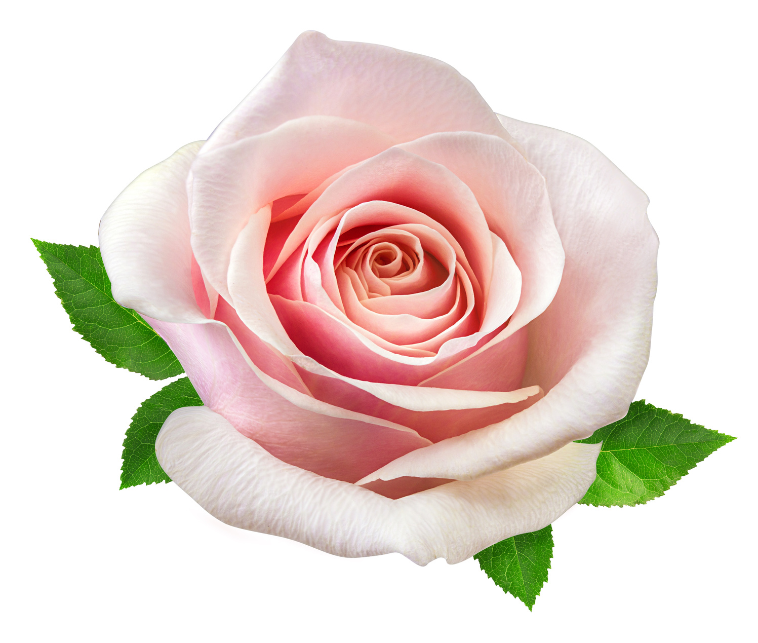 saveurs florales