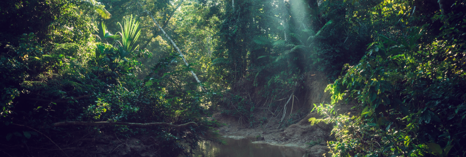 kaoka cacao protège forêt